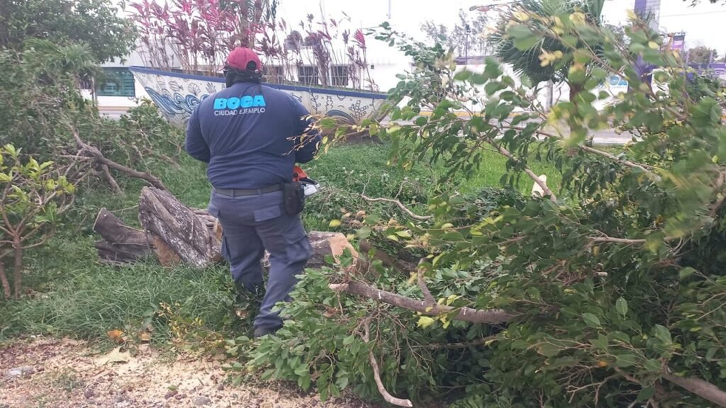 Colapso de infraestructura y arbolado en Oaxaca por el frente frío 41