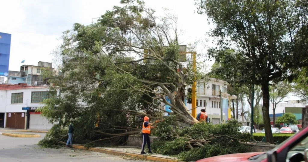 Vientos de 100 km/h en Veracruz: el impacto real del frente frío 41