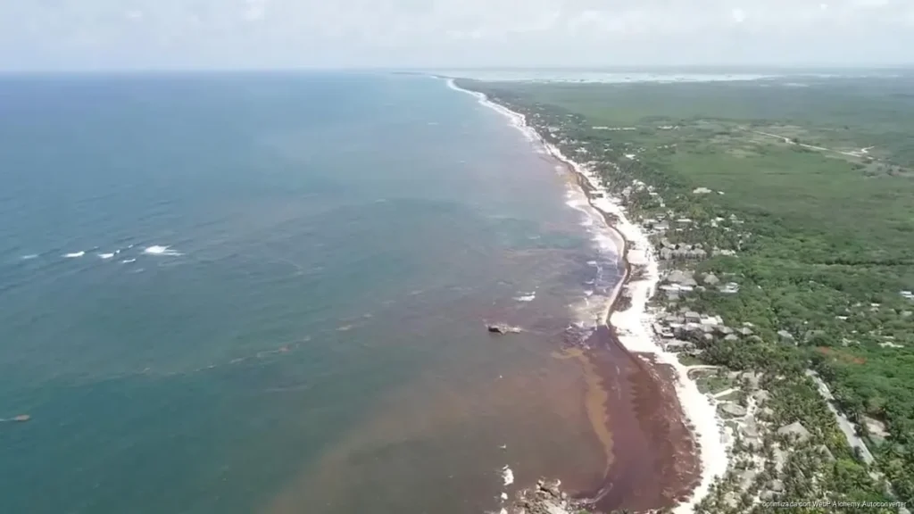 Sargazo 2026: El colapso del paraíso y la urgencia de un nuevo modelo turístico