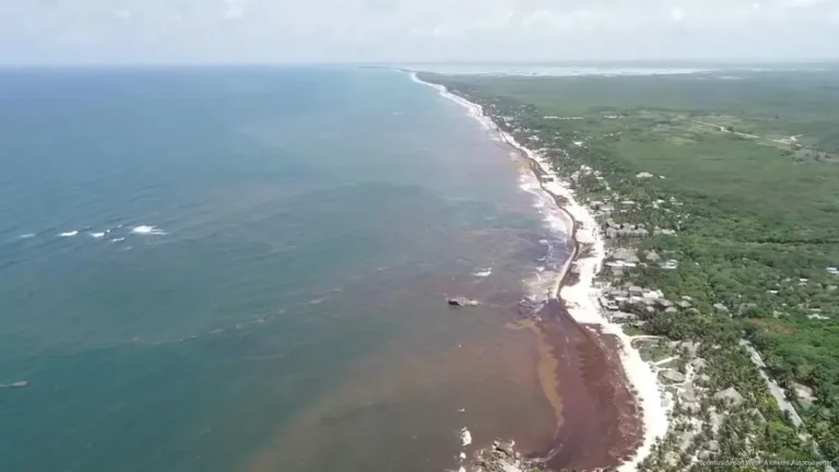 Sargazo 2026: El colapso del paraíso y la urgencia de un nuevo modelo turístico