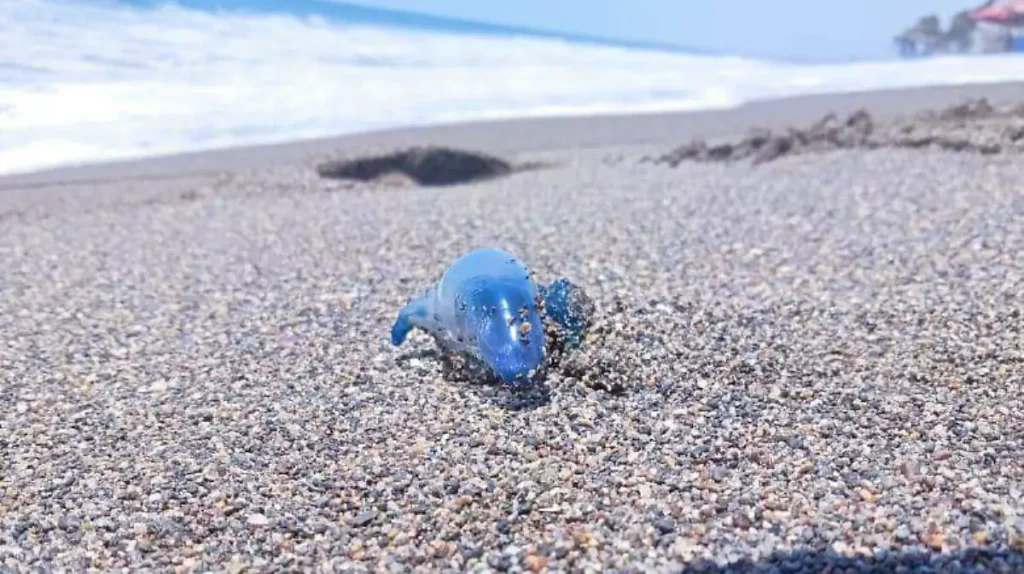 ALERTA: Restricción de acceso en Michoacán por presencia crítica de dragón azul