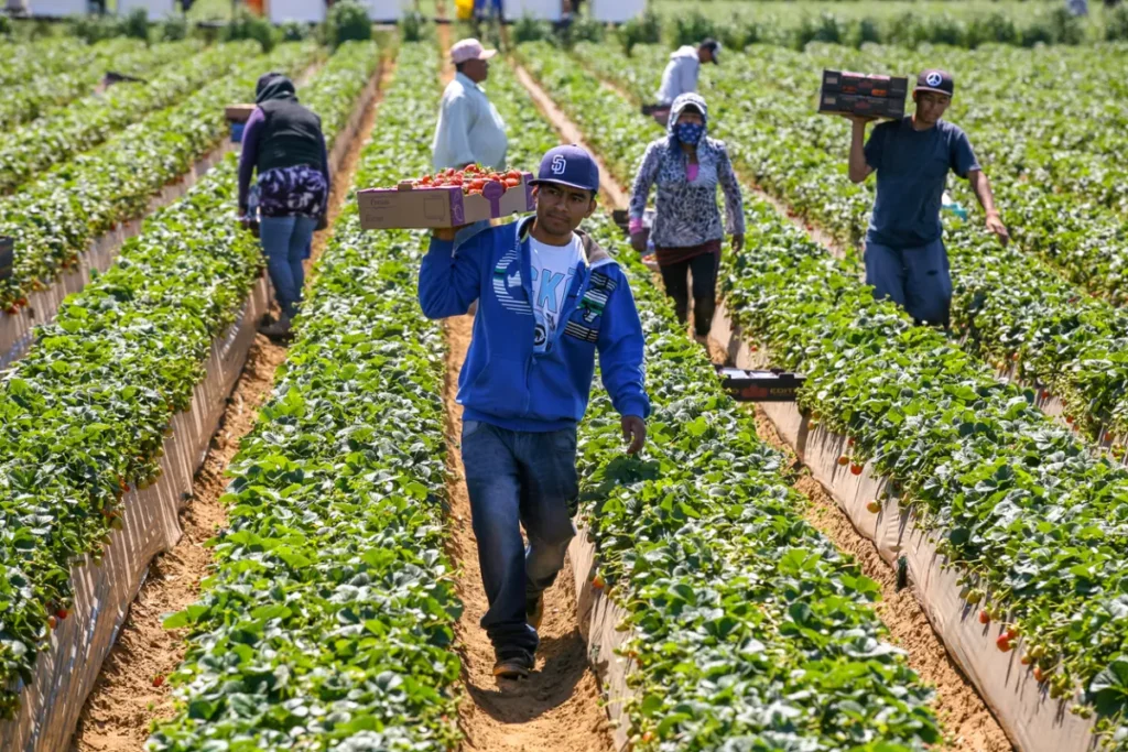 Europa y México entierran aranceles agroalimentarios para blindarse ante la era Trump