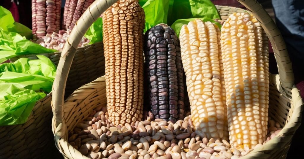 Productores de maíz escalan tensión ante Mundial 2026 por precio