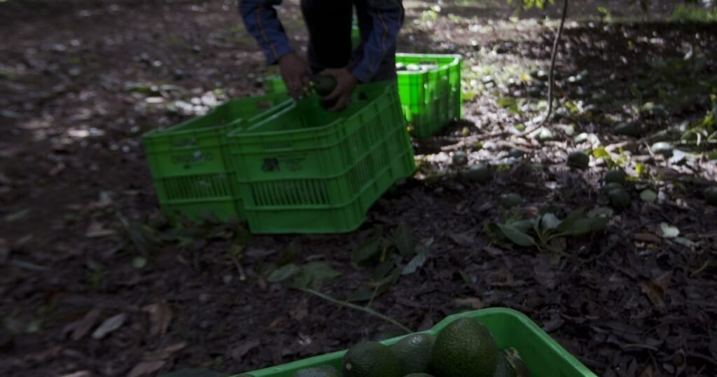 Sheinbaum ignora Michoacán: futuro comercial pende del aguacate